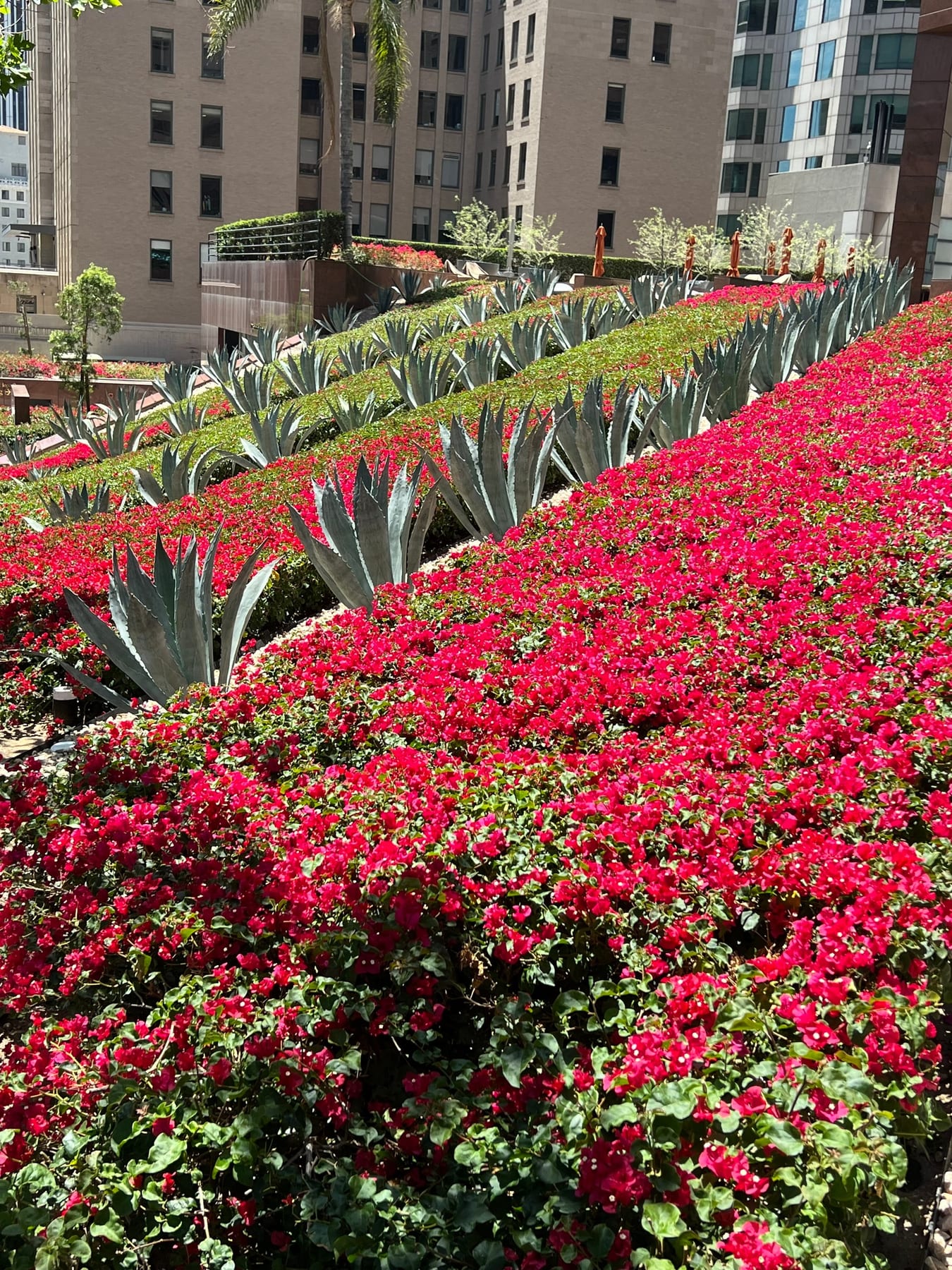 Beautiful landscaping that is quintessentially Southern California