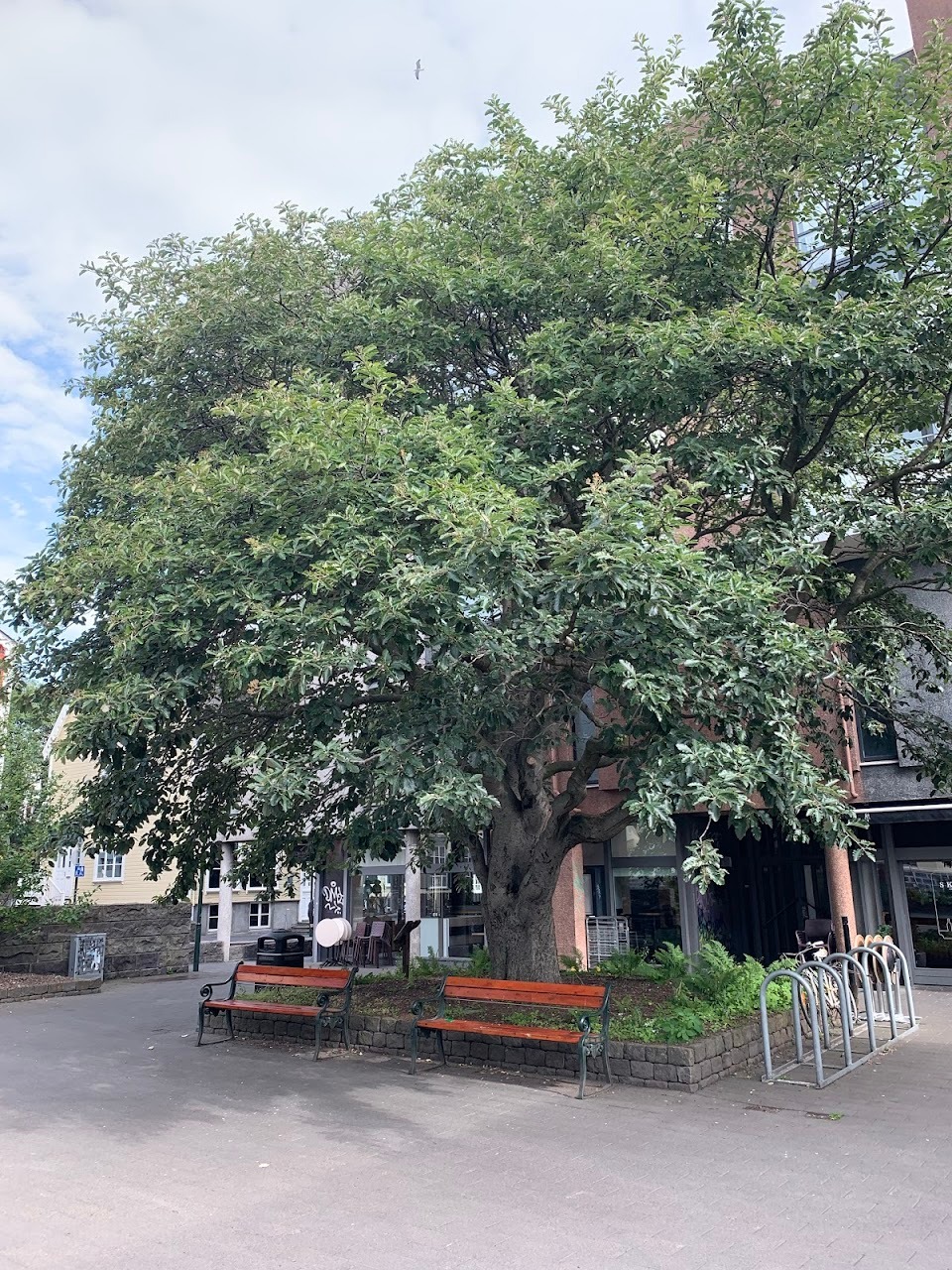 From my tour yesterday: The oldest tree in Iceland! Our guide had us guess its age, and I was closest—120 years. Apparen